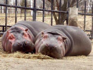 旭川市旭山動物園