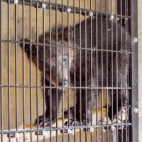 旭川市旭山動物園