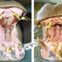 旭川市旭山動物園