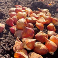 あさひかわ北彩都ガーデン(ガーデンセンター)