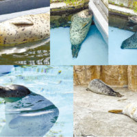 旭川市旭山動物園