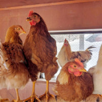 旭川市旭山動物園