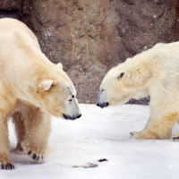 旭川市旭山動物園
