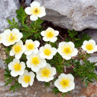 あさひかわ北彩都ガーデン(ガーデンセンター)