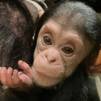 旭川市旭山動物園