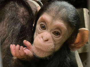 旭川市旭山動物園