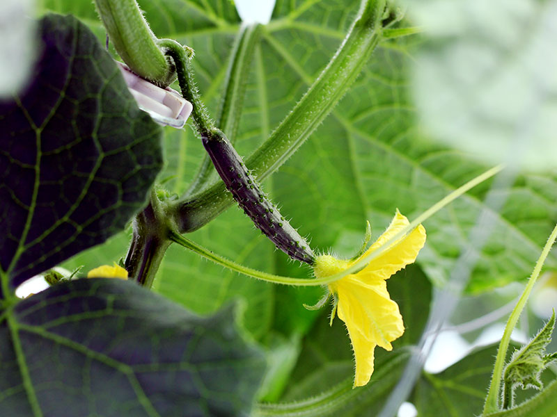 JAたいせつ きゅうり - / 旭川・道北のニュース [ライナーウェブ]