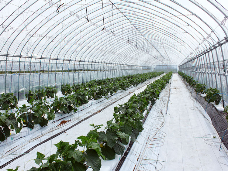 JAたいせつ きゅうり - / 旭川・道北のニュース [ライナーウェブ]