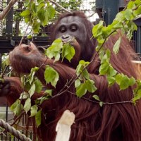 旭川市旭山動物園