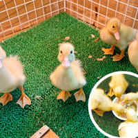 旭川市旭山動物園