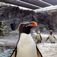 旭川市旭山動物園