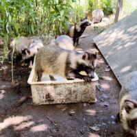 旭川市旭山動物園