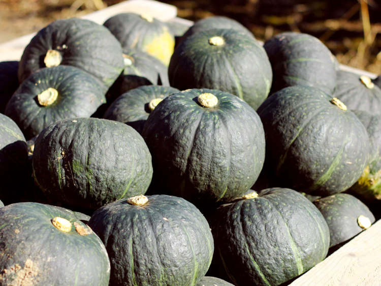 JA北はるか かぼちゃ - / 旭川・道北のニュース [ライナーウェブ]