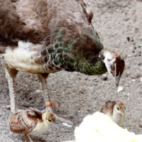 旭川市旭山動物園
