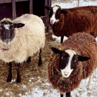 旭川市旭山動物園