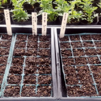 あさひかわ北彩都ガーデン(ガーデンセンター)