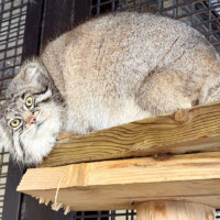 旭川市旭山動物園