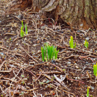 あさひかわ北彩都ガーデン(ガーデンセンター)