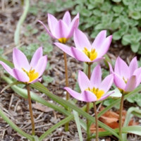 あさひかわ北彩都ガーデン(ガーデンセンター)