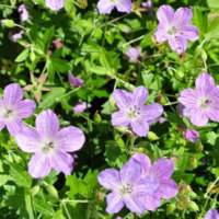 あさひかわ北彩都ガーデン(ガーデンセンター)