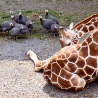 旭川市旭山動物園