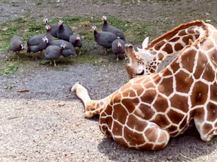 旭川市旭山動物園