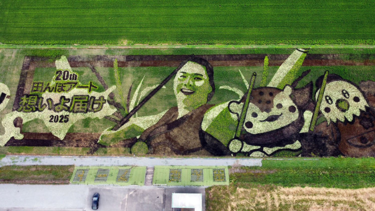 東鷹栖の田んぼアート 今年もそろそろ見頃ですよ～ - / 旭川・道北の