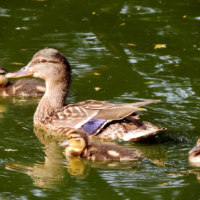 旭川市旭山動物園