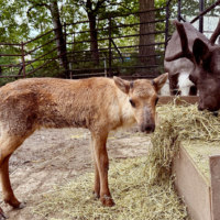 旭川市旭山動物園