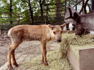 旭川市旭山動物園