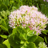 あさひかわ北彩都ガーデン(ガーデンセンター)