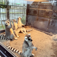 旭川市旭山動物園