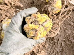 あさひかわ北彩都ガーデン(ガーデンセンター)