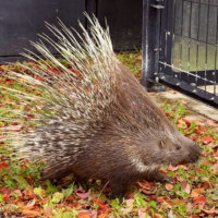旭川市旭山動物園