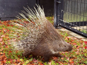 旭川市旭山動物園
