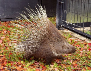 旭川市旭山動物園