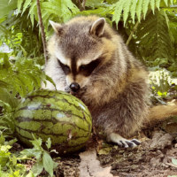 旭川市旭山動物園