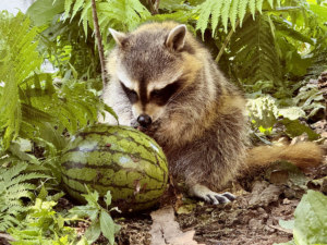 旭川市旭山動物園