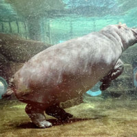 旭川市旭山動物園