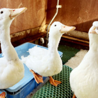 旭川市旭山動物園