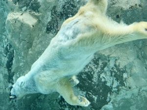 旭川市旭山動物園